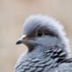 Baby Pigeon: Unveiling the Mystery of the "Squab"