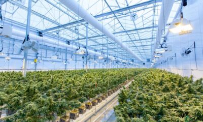 Surviving the Cannabis Industry: Strategies for Success