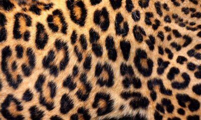 The Enduring Allure of Leopard Print: A Fashion Phenomenon