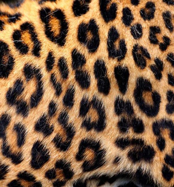 The Enduring Allure of Leopard Print: A Fashion Phenomenon