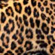 The Enduring Allure of Leopard Print: A Fashion Phenomenon