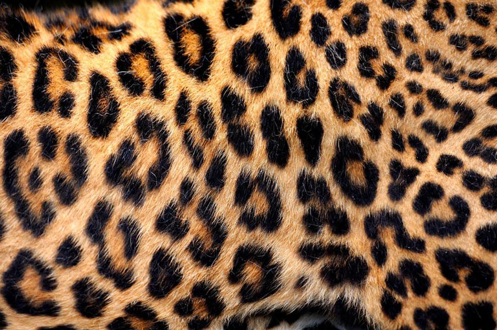 The Enduring Allure of Leopard Print: A Fashion Phenomenon